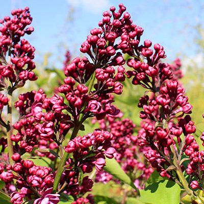 Lilas pourpre Charles Joly - Leaderplant