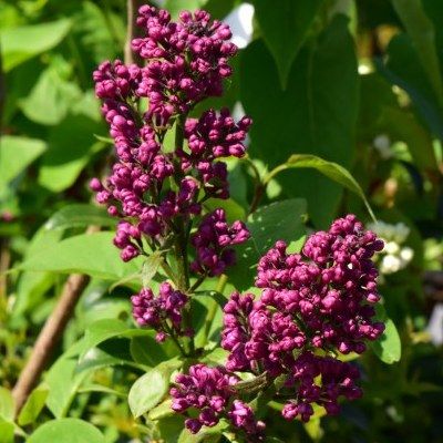 Lilas pourpre Charles Joly - Leaderplant