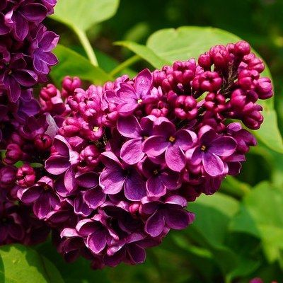 Lilas pourpre Charles Joly - Leaderplant
