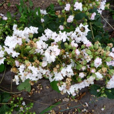 Lilas des Indes Petite Snow - Leaderplant