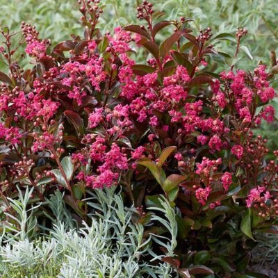 Lilas des Indes nain Berry Dazzle ® - Leaderplant