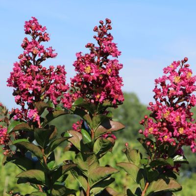 Lilas des Indes nain Berry Dazzle ® - Leaderplant