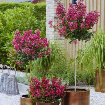Lilas des Indes nain Berry Dazzle ® - Leaderplant