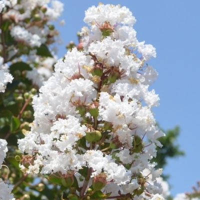 Lilas des Indes Blanc - Vente en ligne de plants de Lilas des Indes Blanc  pas cher | Leaderplant