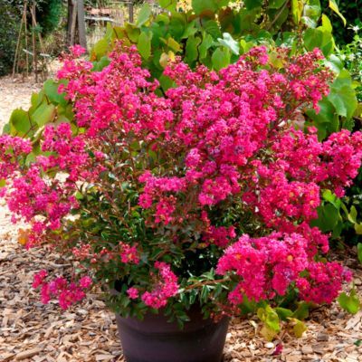 Lilas des Indes Cherry Bouquet Rouge - Leaderplant