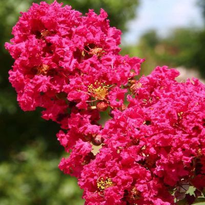 Lilas des Indes Cherry Bouquet Rouge - Leaderplant