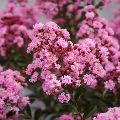 Lilas des Indes Éveline ® - Leaderplant