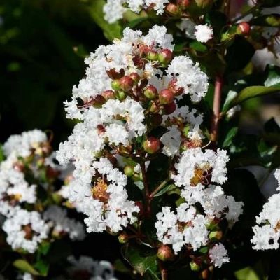Lilas des Indes Neige d'Été ® - Leaderplant