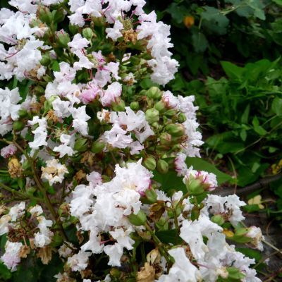 Lilas des Indes Petite Snow - Leaderplant