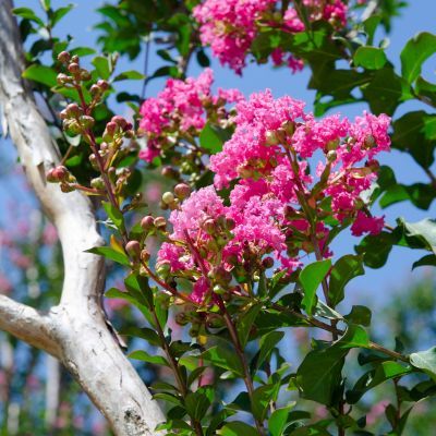 Lilas des Indes Pink Velour - Leaderplant