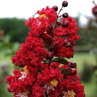 Lilas des Indes Red Rocket ® - Leaderplant