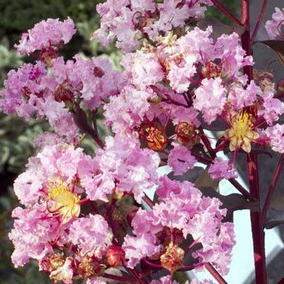 Lilas des Indes Rhapsody in Pink - Leaderplant