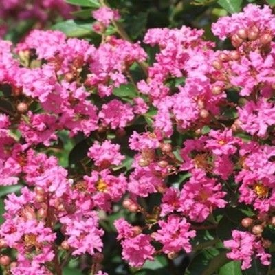 Lilas des Indes Rose Indien - Leaderplant