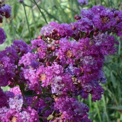 Lilas des Indes Violet d'Été ® - Leaderplant