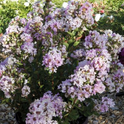 Lilas des Indes Nain Rose With Love ® Babe - Leaderplant