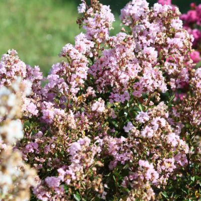 Lilas des Indes Nain Rose With Love ® Babe - Leaderplant