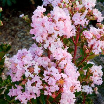 Lilas des Indes Nain Rose With Love ® Babe - Leaderplant