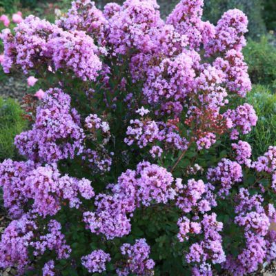 Lilas des Indes Eternal With Love ® - Leaderplant