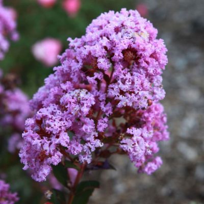 Lilas des Indes Eternal With Love ® - Leaderplant