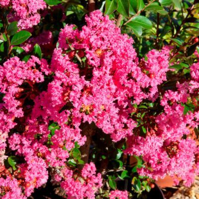 Lilas des Indes Nain Rose With Love ® Kiss - Leaderplant