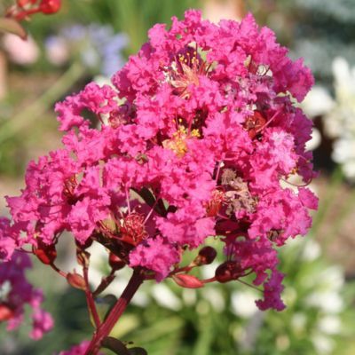 Lilas des Indes Nain Rose With Love ® Kiss - Leaderplant