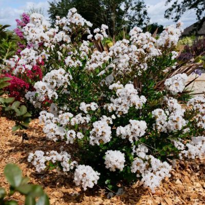 Lilas des Indes Virgin With Love ® - Leaderplant