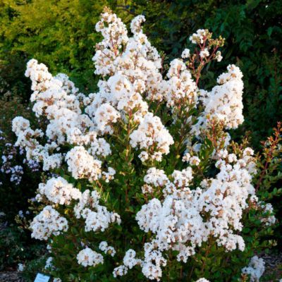 Lilas des Indes Virgin With Love ® - Leaderplant