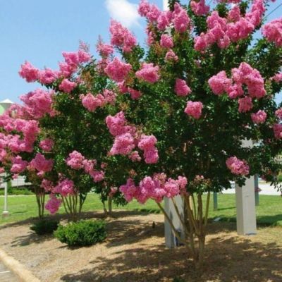 Lilas des Indes Pink Velour - Leaderplant