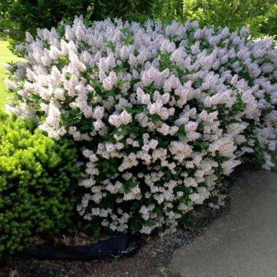 Lilas nain Miss Kim - Leaderplant
