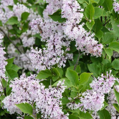 Lilas nain Miss Kim - Leaderplant