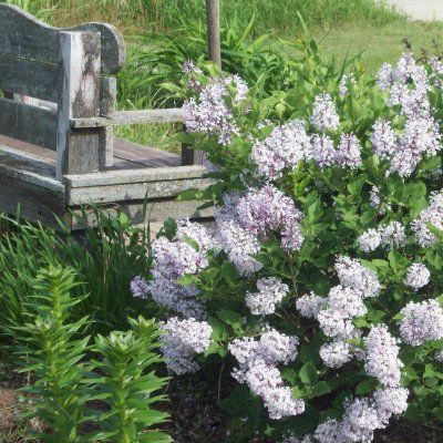 Lilas nain Miss Kim - Leaderplant