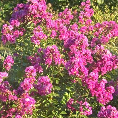 Lilas des Indes nain Petite Orchidée - Leaderplant