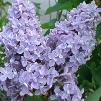 Lilas 'Président Grévy' - Leaderplant