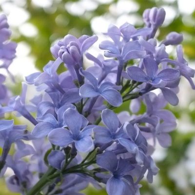 Lilas 'Président Grévy' - Leaderplant