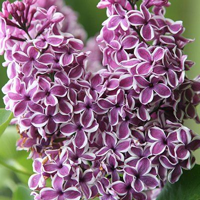 Lilas Sensation - Leaderplant