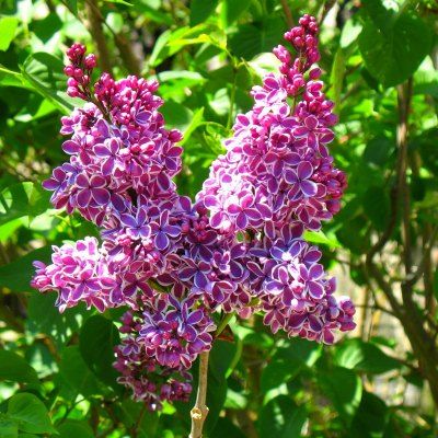 Lilas Sensation - Leaderplant