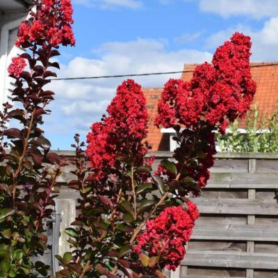 Lilas des Indes pourpre Dynamite - Leaderplant