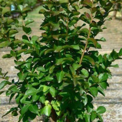 Lilas des Indes pourpre Dynamite - Leaderplant