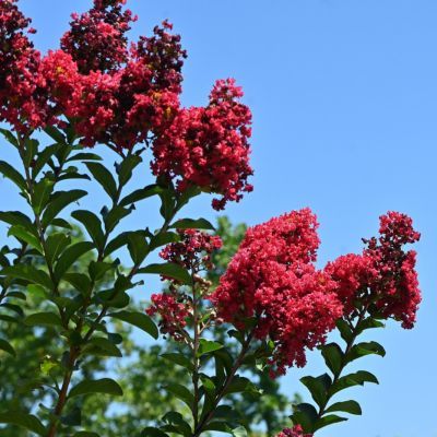 Lilas des Indes Dynamite - Leaderplant