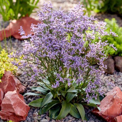 Statice de Sibérie Dazzle Rocks ® - Leaderplant