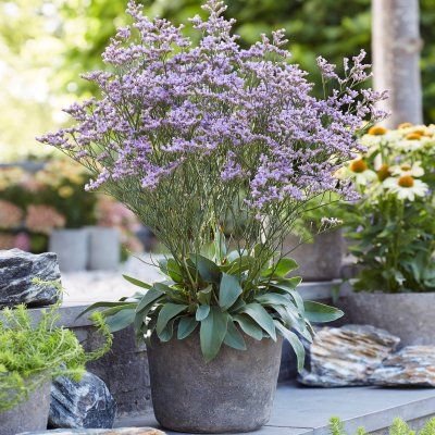 Statice de Sibérie Dazzle Rocks ® - Leaderplant