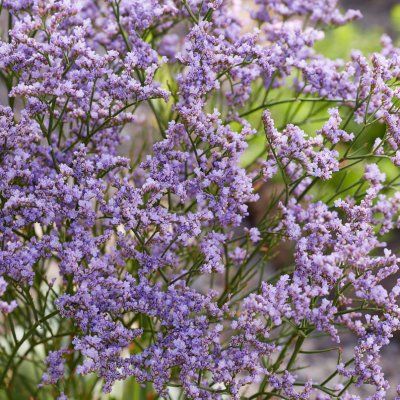 Statice de Sibérie Dazzle Rocks ® - Leaderplant