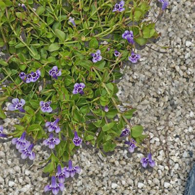 Lindernia à grandes fleurs  - Leaderplant