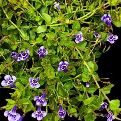 Lindernia à grandes fleurs  - Leaderplant