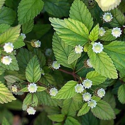 Herbe sucrée des Aztèques - Leaderplant