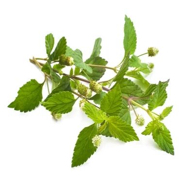 Herbe sucrée des Aztèques - Leaderplant