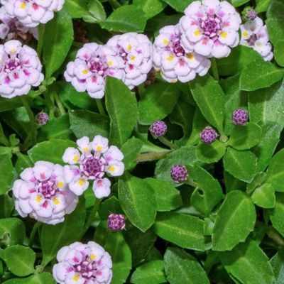 Verveine nodiflore en mini-motte - Leaderplant