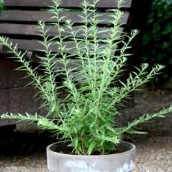 Verveine Hollywood menthe - Leaderplant