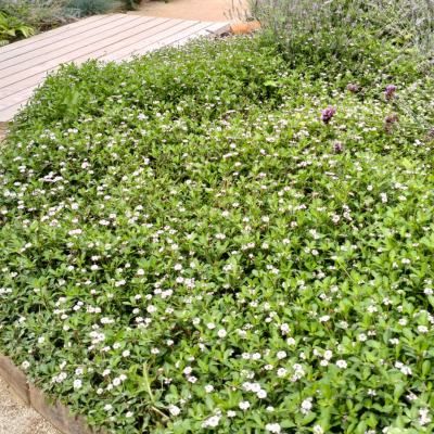 Verveine nodiflore - Leaderplant