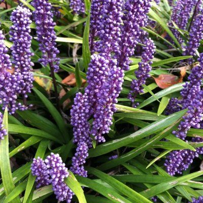 Muscari d'automne Big Blue - Leaderplant
